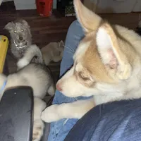 Akela - Graceful, a female Siberian Husky for sale in Pensacola, FL – Photo 6 of 9