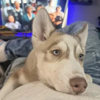 Akela - Graceful, a female Siberian Husky for sale in Pensacola, FL – Photo 1 of 9