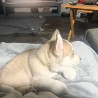 Akela - Graceful, a female Siberian Husky for sale in Pensacola, FL – Photo 4 of 9