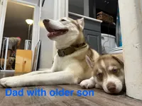 Akela - Graceful, a female Siberian Husky for sale in Pensacola, FL – Photo 8 of 10