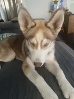 Akela - Graceful, a female Siberian Husky for sale in Pensacola, FL – Photo 9 of 10