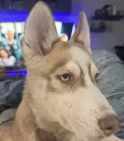 Akela - Graceful, a female Siberian Husky for sale in Pensacola, FL – Photo 9 of 9