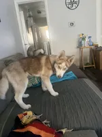 Akela - Graceful, a female Siberian Husky for sale in Pensacola, FL – Photo 10 of 10