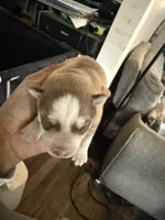 Akela - Graceful, a female Siberian Husky for sale in Pensacola, FL – Photo 6 of 10