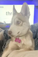 Akela - Graceful, a female Siberian Husky for sale in Pensacola, FL – Photo 5 of 9