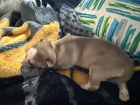 Akela - Graceful, a female Siberian Husky for sale in Pensacola, FL – Photo 4 of 10