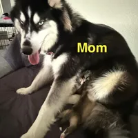 Akela - Graceful, a female Siberian Husky for sale in Pensacola, FL – Photo 7 of 9