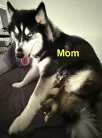 Akela - Graceful, a female Siberian Husky for sale in Pensacola, FL – Photo 7 of 10