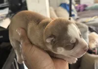 Akela - Graceful, a female Siberian Husky for sale in Pensacola, FL – Photo 3 of 10