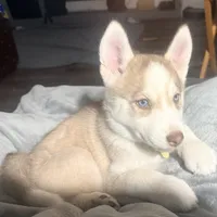 Akela - Graceful, a female Siberian Husky for sale in Pensacola, FL – Photo 3 of 9