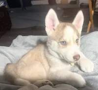 Akela - Graceful, a female Siberian Husky for sale in Pensacola, FL – Photo 1 of 10