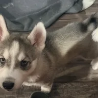 Koa - Brave Warrior, a male Siberian Husky for sale in Pensacola, FL – Photo 5 of 7