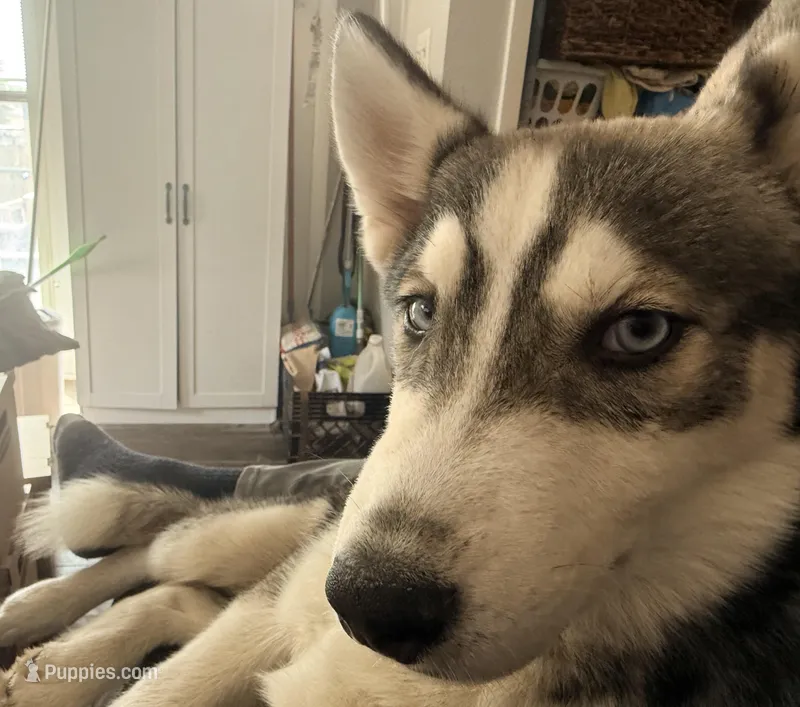 Koa - Brave Warrior – Siberian Husky puppy for sale in Pensacola, FL
