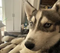 Koa - Brave Warrior, a male Siberian Husky for sale in Pensacola, FL – 1 of 10