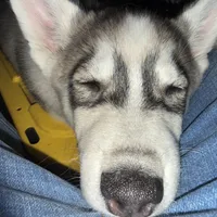 Koa - Brave Warrior, a male Siberian Husky for sale in Pensacola, FL – Photo 6 of 7