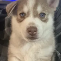 Koa - Brave Warrior, a male Siberian Husky for sale in Pensacola, FL – Photo 3 of 7