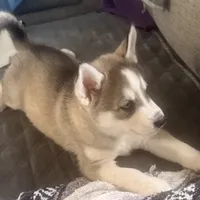 Koa - Brave Warrior, a male Siberian Husky for sale in Pensacola, FL – Photo 7 of 7