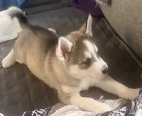 processed/dc2525d3-14f5-40c5-8fa1-5aace1ddef80/listing/7349d59c-f847-418a-b409-5d934b510611/9e73edc0-0c26-4739-87c3-c931038fdb7e