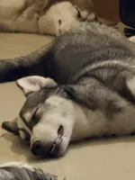 Koa - Brave Warrior, a male Siberian Husky for sale in Pensacola, FL – 10 of 10