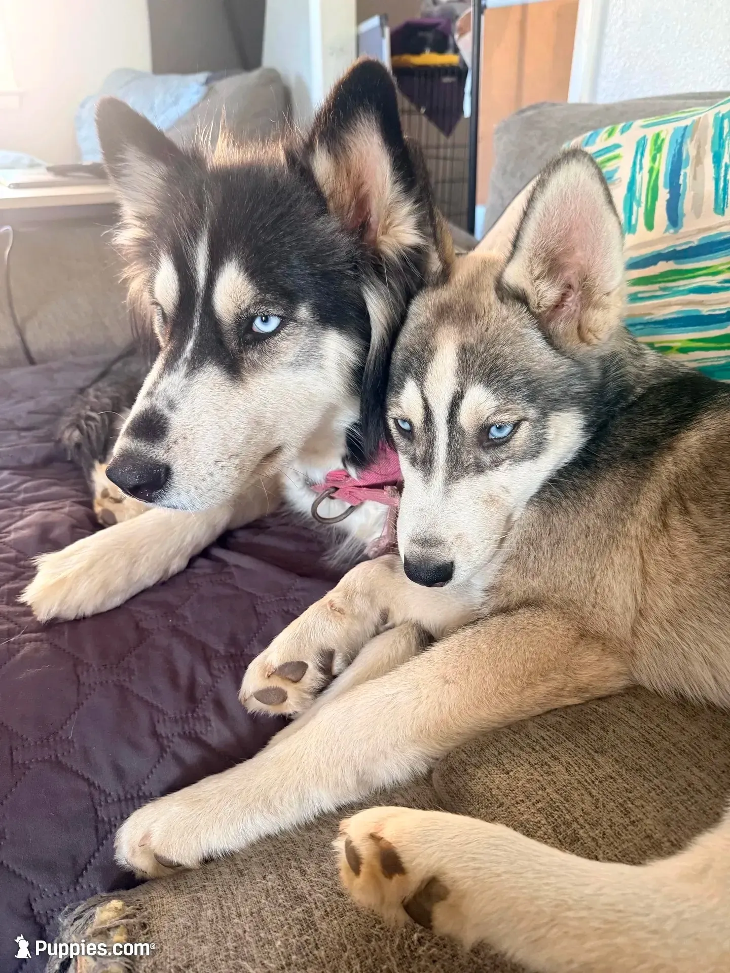 Koa - Brave Warrior, a male Siberian Husky for sale in Pensacola, FL – 4 of 9