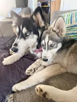 Koa - Brave Warrior, a male Siberian Husky for sale in Pensacola, FL – 9 of 10