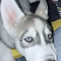 Koa - Brave Warrior, a male Siberian Husky for sale in Pensacola, FL – Photo 2 of 7