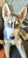 Koa - Brave Warrior, a male Siberian Husky for sale in Pensacola, FL – Photo 1 of 7