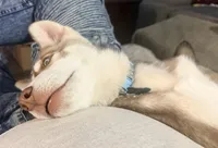 Ailani - High Chief, a male Siberian Husky for sale in Pensacola, FL – Photo 6 of 9