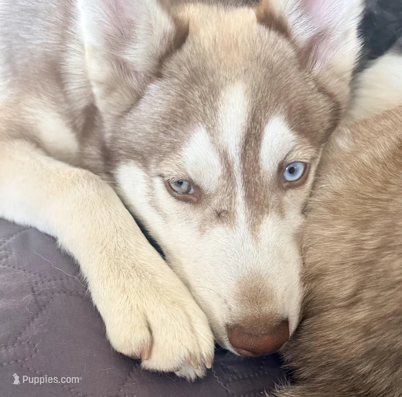 Ailani - High Chief – Siberian Husky puppy for sale in Pensacola, FL