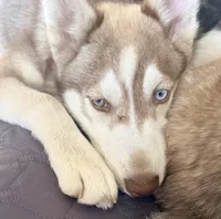 Ailani - High Chief, a male Siberian Husky for sale in Pensacola, FL – 1 of 9
