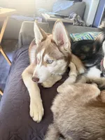 Ailani - High Chief, a male Siberian Husky for sale in Pensacola, FL – 4 of 9