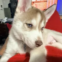 Ailani - High Chief, a male Siberian Husky for sale in Pensacola, FL – Photo 3 of 9