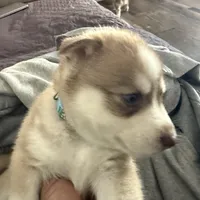 Ailani - High Chief, a male Siberian Husky for sale in Pensacola, FL – Photo 5 of 9