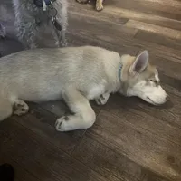 Ailani - High Chief, a male Siberian Husky for sale in Pensacola, FL – Photo 7 of 9