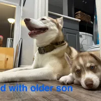 Ailani - High Chief, a male Siberian Husky for sale in Pensacola, FL – Photo 8 of 9