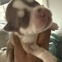 Ailani - High Chief, a male Siberian Husky for sale in Pensacola, FL – Photo 4 of 9