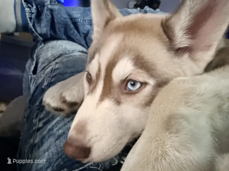 Ailani - High Chief – Siberian Husky puppy for sale in Pensacola, FL