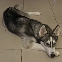 Koa - Brave Warrior, a male Siberian Husky for sale in Pensacola, FL – 2 of 9