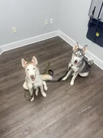 Kala - Forgiveness, a female Siberian Husky for sale in Pensacola, FL – 9 of 9