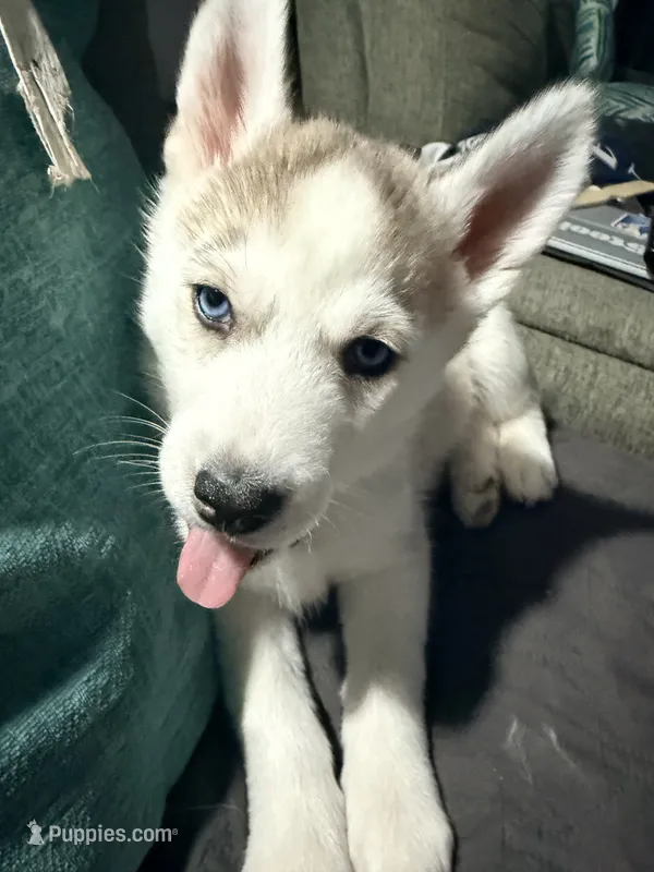 Kalea - Joy/ Happiness