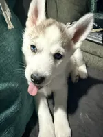 processed/dc2525d3-14f5-40c5-8fa1-5aace1ddef80/listing/8eca5879-bcdc-41a2-ba83-311644f92223/2c2a8f31-0270-4800-8a50-e7072930a234