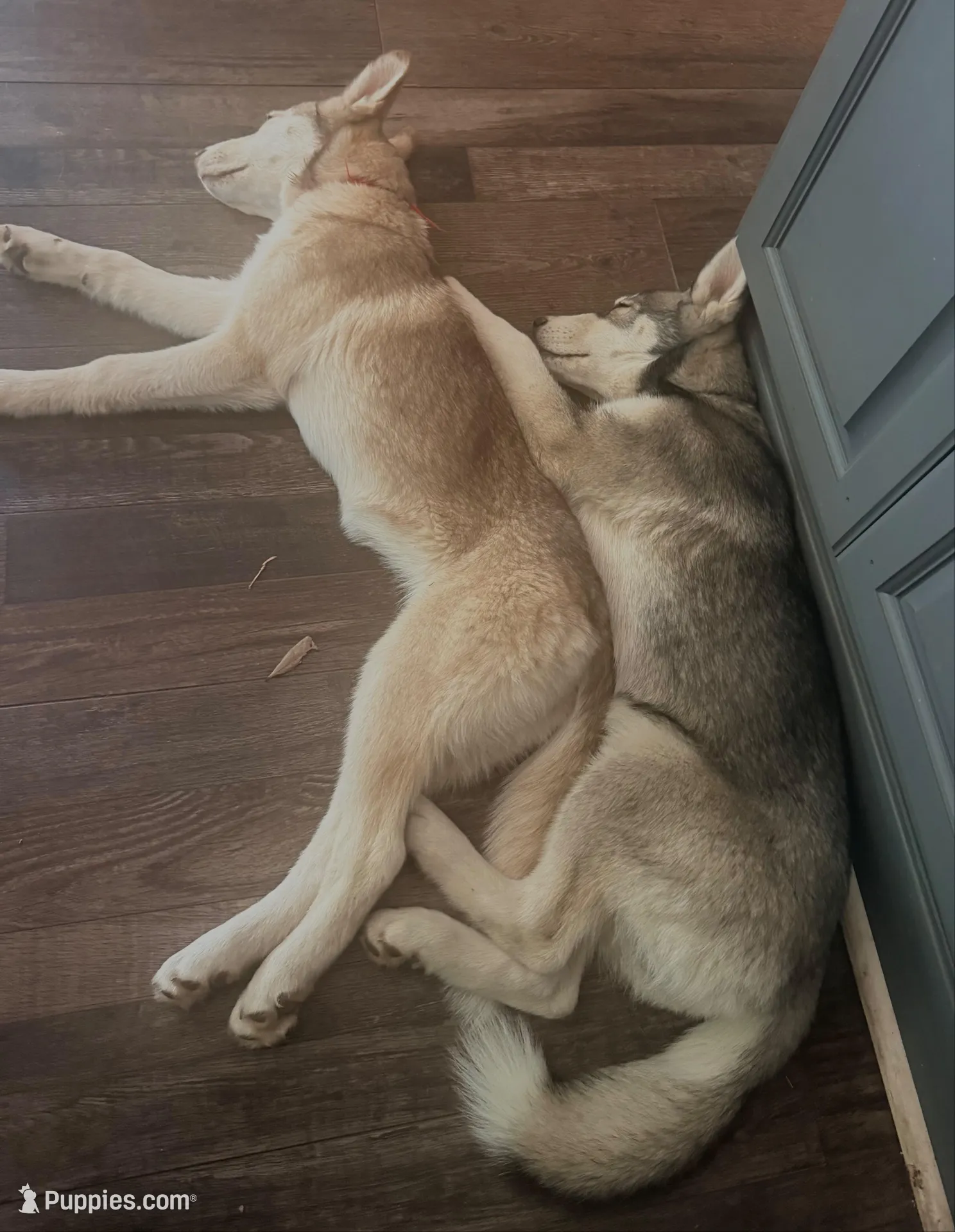 Kala - Forgiveness, a female Siberian Husky for sale in Pensacola, FL – Photo 7 of 7