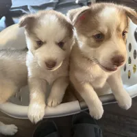 Kala - Forgiveness, a female Siberian Husky for sale in Pensacola, FL – Photo 9 of 10