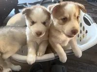 Kala - Forgiveness, a female Siberian Husky for sale in Pensacola, FL – Photo 9 of 10