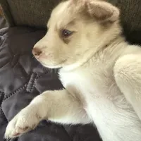 Kala - Forgiveness, a female Siberian Husky for sale in Pensacola, FL – Photo 6 of 10