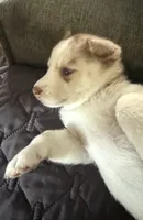 Kala - Forgiveness, a female Siberian Husky for sale in Pensacola, FL – Photo 6 of 10