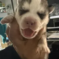 Kala - Forgiveness, a female Siberian Husky for sale in Pensacola, FL – Photo 3 of 10