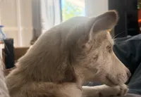 Kala - Forgiveness, a female Siberian Husky for sale in Pensacola, FL – Photo 3 of 6