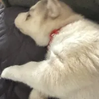 Kala - Forgiveness, a female Siberian Husky for sale in Pensacola, FL – Photo 5 of 10