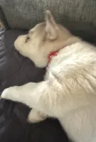 Kala - Forgiveness, a female Siberian Husky for sale in Pensacola, FL – Photo 5 of 10